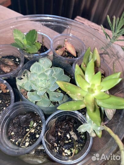 Суккуленты