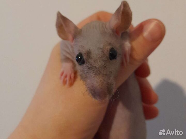 Лысые крысята сфинксы с клеткой