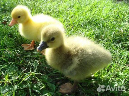 Гусята