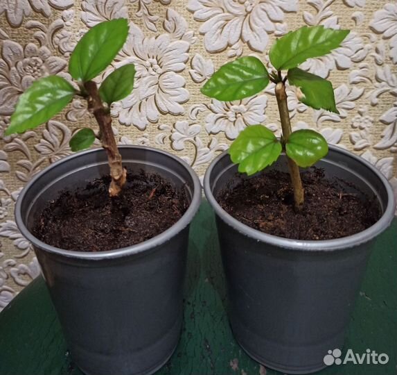 Гибискус махровый, розовый (китайская роза)