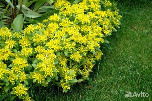 Очиток почвопокровное альпийская горка