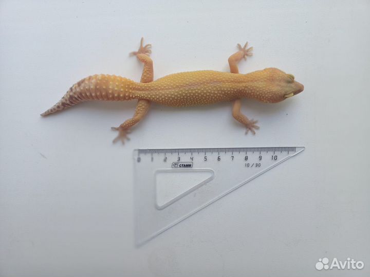 Пятнистый геккон Эублефар