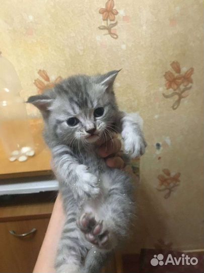 Отдам в добрые руки котят