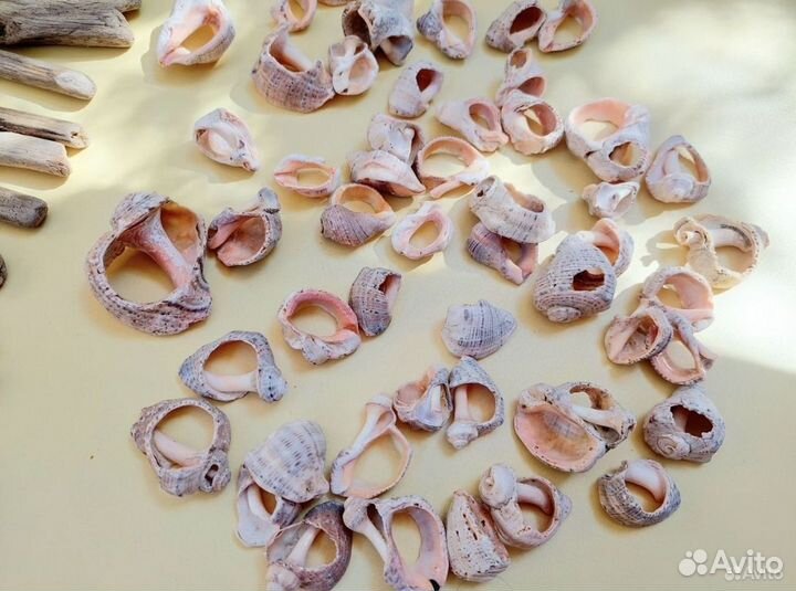 Набор для творчества дрифтвуд морские ракушки