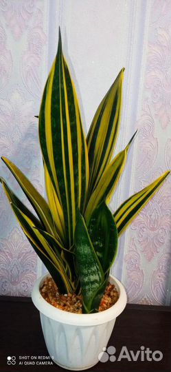 Сансевиерия