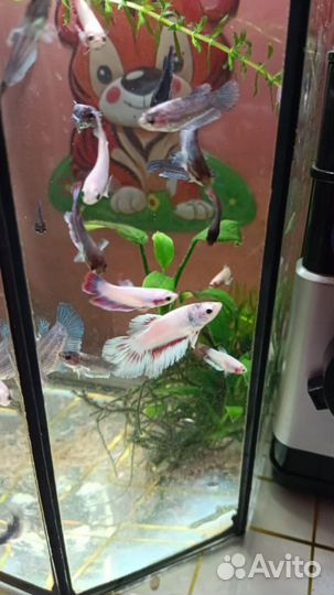 Аквариумные рыбки петушок