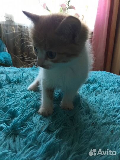 Котята 1,5 месяца