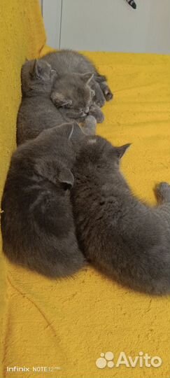 Котята в добрые руки бесплатно