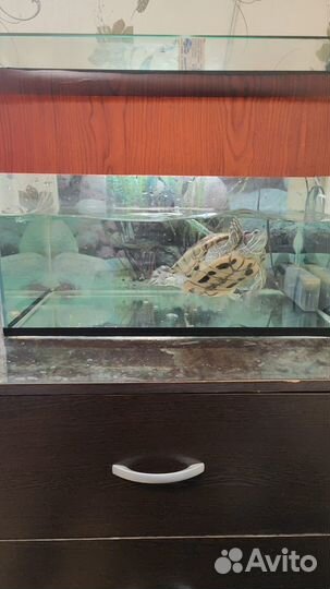 Красноухая черепаха с аквариумом бесплатно