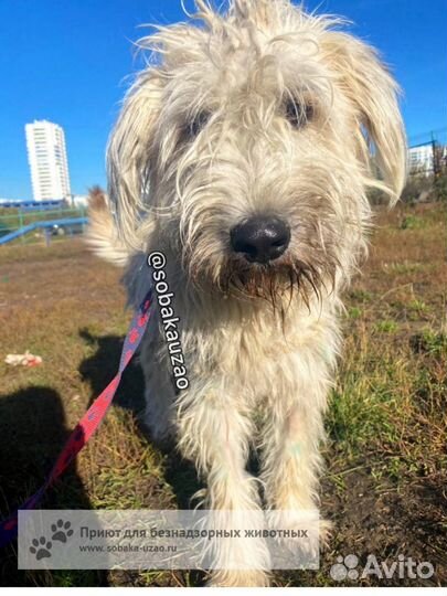 Собака в добрые руки