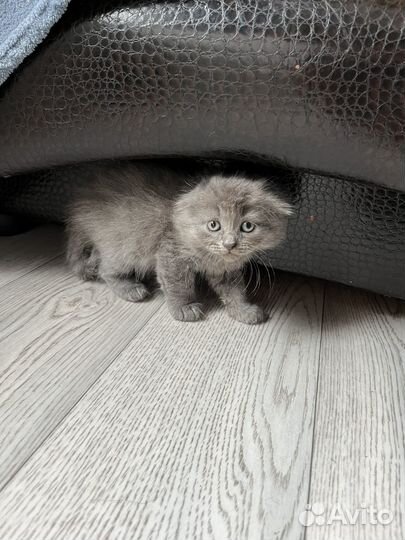 Вислоухие котята в добрые руки