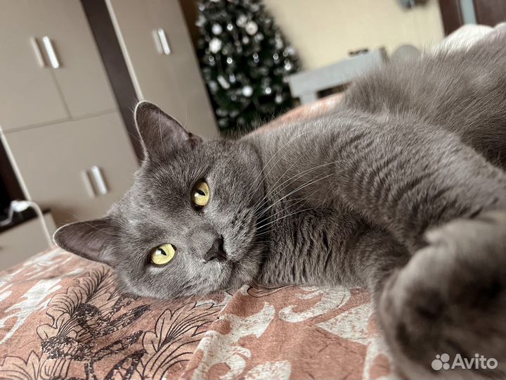 Коты в добрые руки