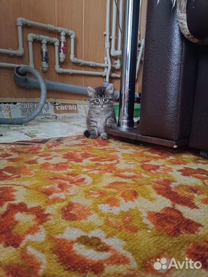 Котята от тайской кошки