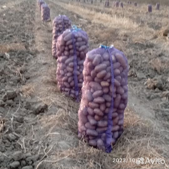 Картошка, капуста, тыква