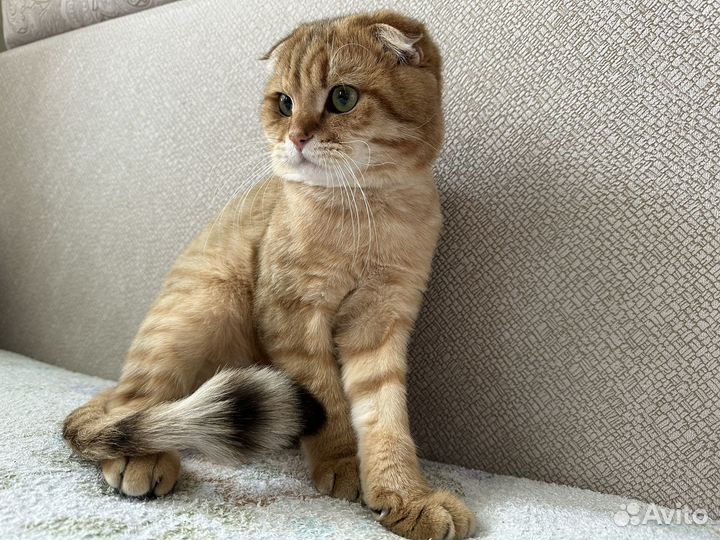 Шотландский вислоухий кот