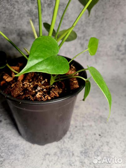 Антуриум Шампань