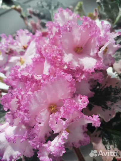 Фиалка, Сенполия 