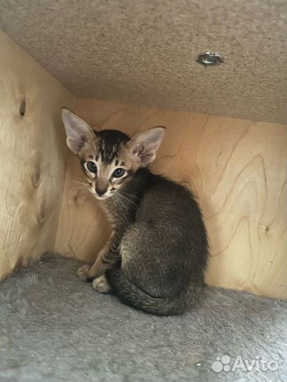 Ориентальные котята