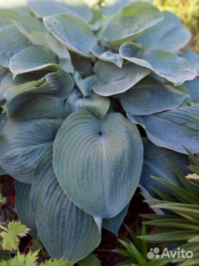 Продаются плетистые розы:бордовые,розовые,белые.Па