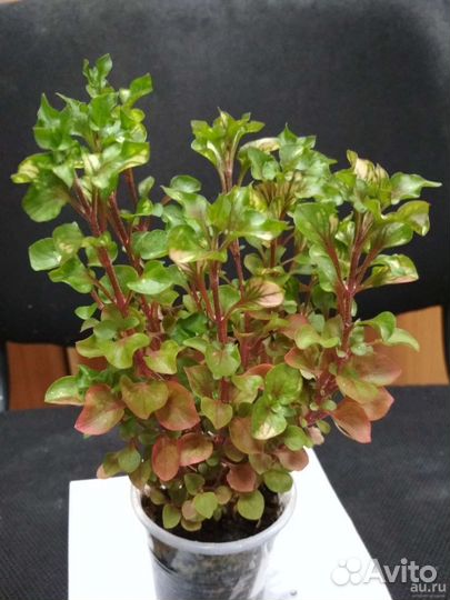 Комнатные растения