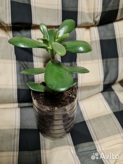 Красула или денежное дерево