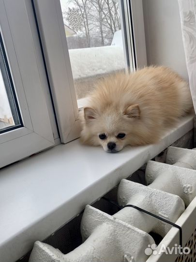Немецкий шпиц вязка