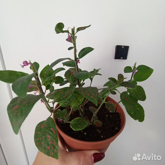 Комнатные цветы