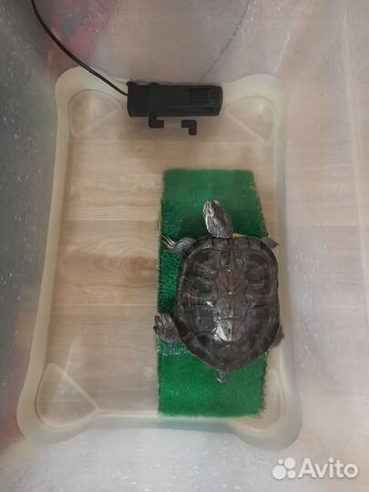 Отдам бесплатно