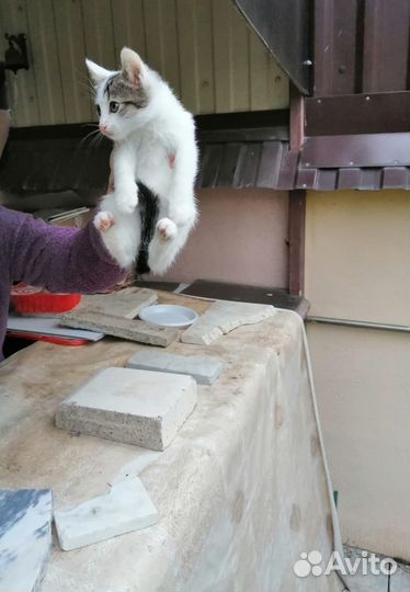 Отдаем котят