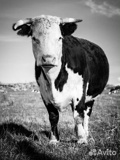 Корова стельная дойная