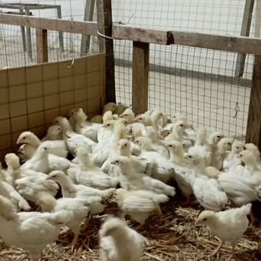 Цыплята серебрянки 50Дней 160р. 25 дней 120р