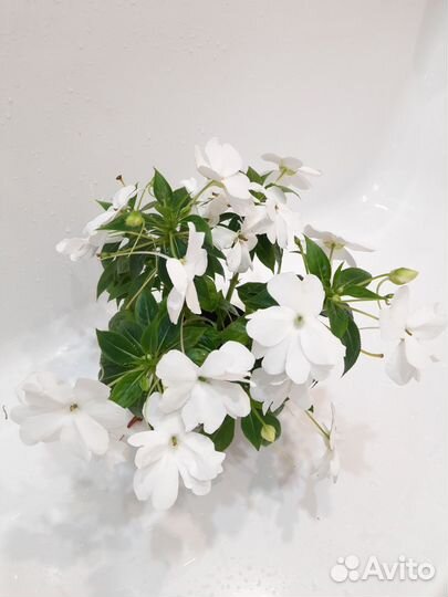 Бальзамин новогвинейский