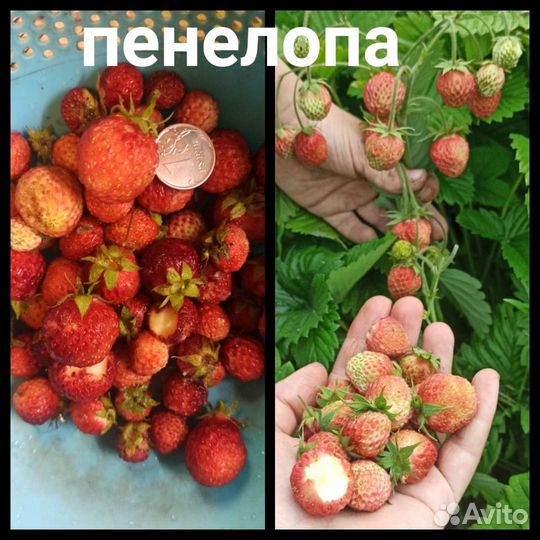 Земляника, клубника