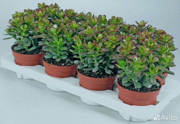 Крассула (денежное дерево)