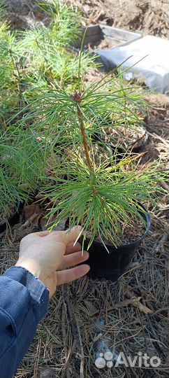 Кедр корейский