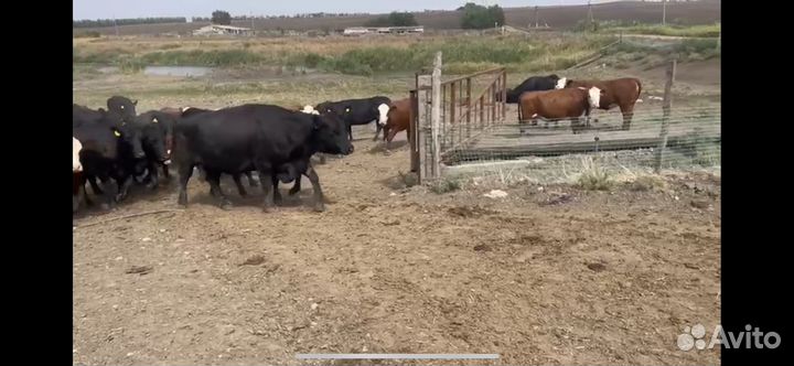 Коровы абердин ангус и герефорд с телочками