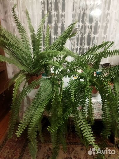 Папоротник комнатный