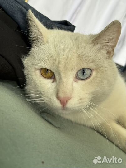 Коты в добрые руки