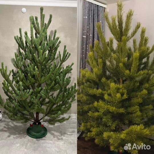 Новогодняя живая елка сосна + Доставка