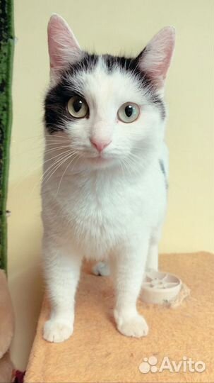 Молодая кошечка