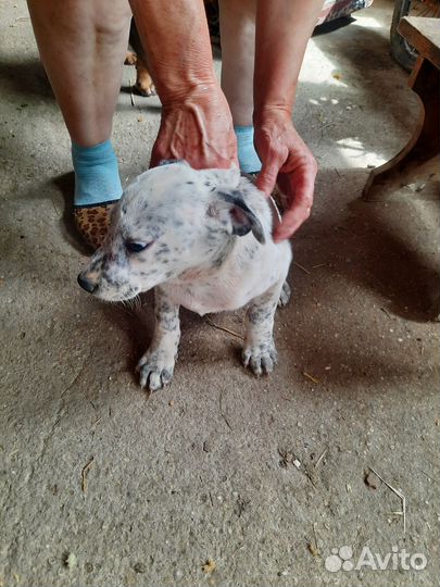 Собака в добрые руки отдам бесплатно