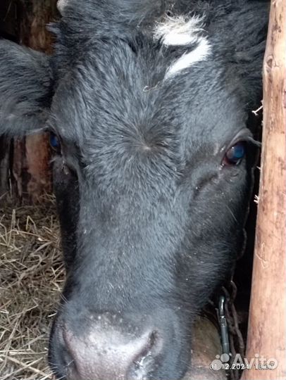 Продам мясо говядина