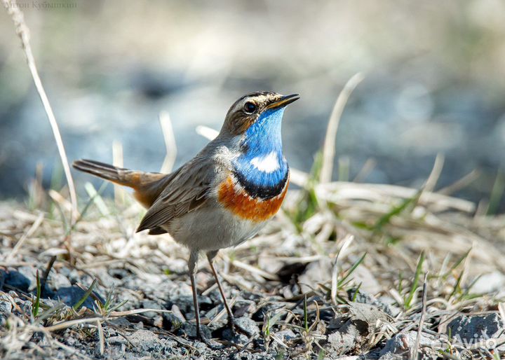 Певчие птицы