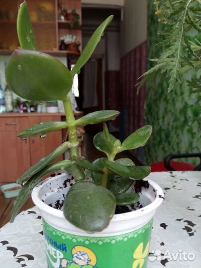 Толстянка, денежное дерево