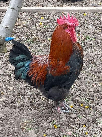 Инкубационные яйца породы Маран