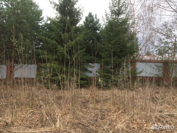 Саженцы дуб взрослые