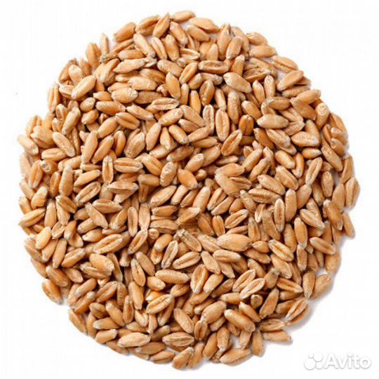 Зерно пшеница ячмень
