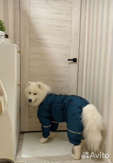 Комбинезон для собак крупных пород