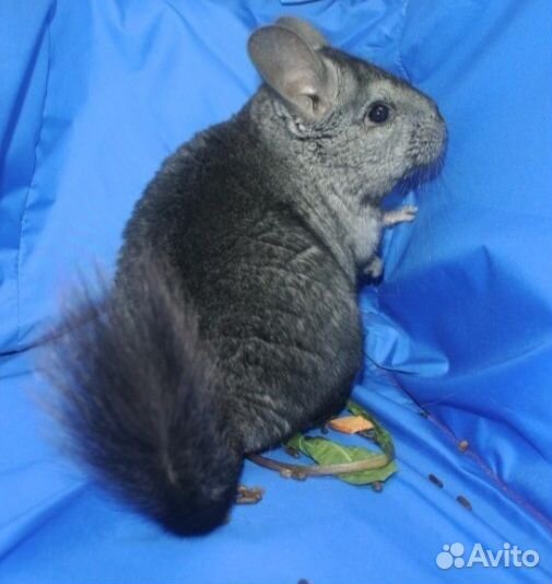Шиншиллы носители а и фиол