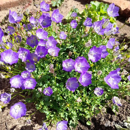 Многолетние растения для сада